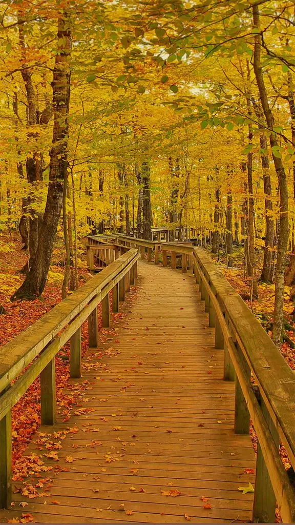 豪猪山荒野国家公园中的小路，美国密歇根州