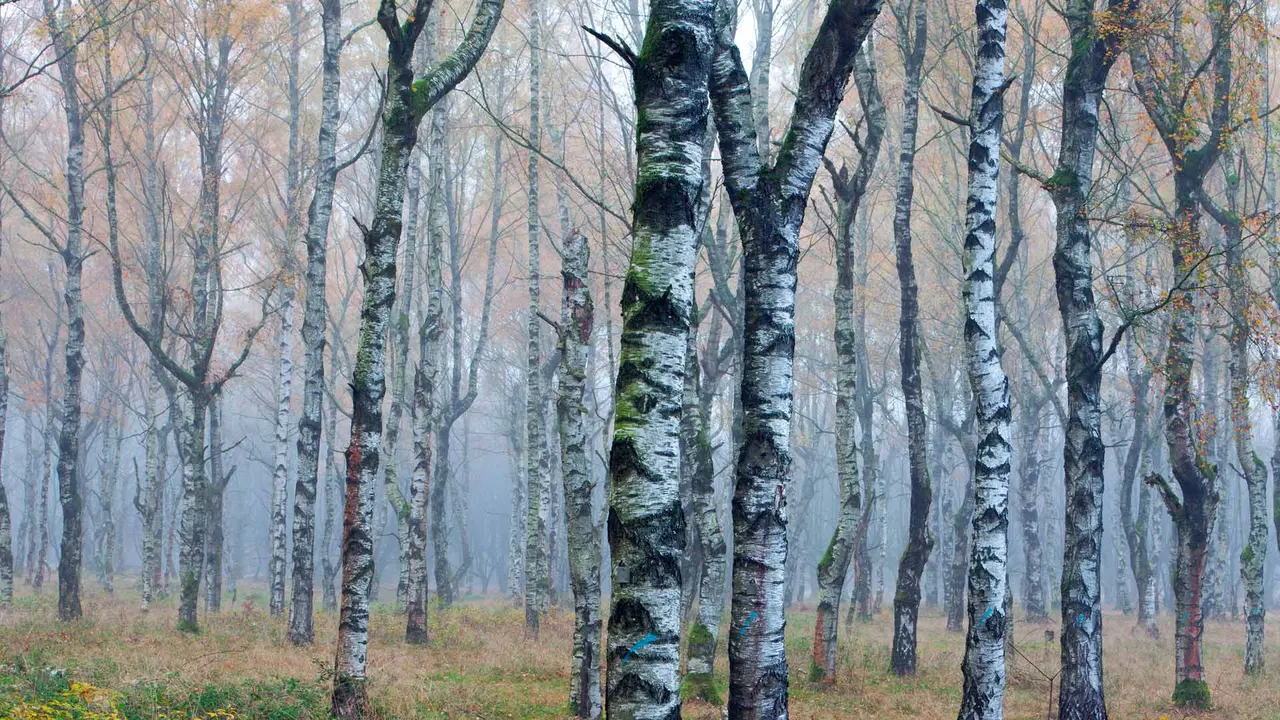 H&ouml;ren Sie den Wald fl&uuml;stern?