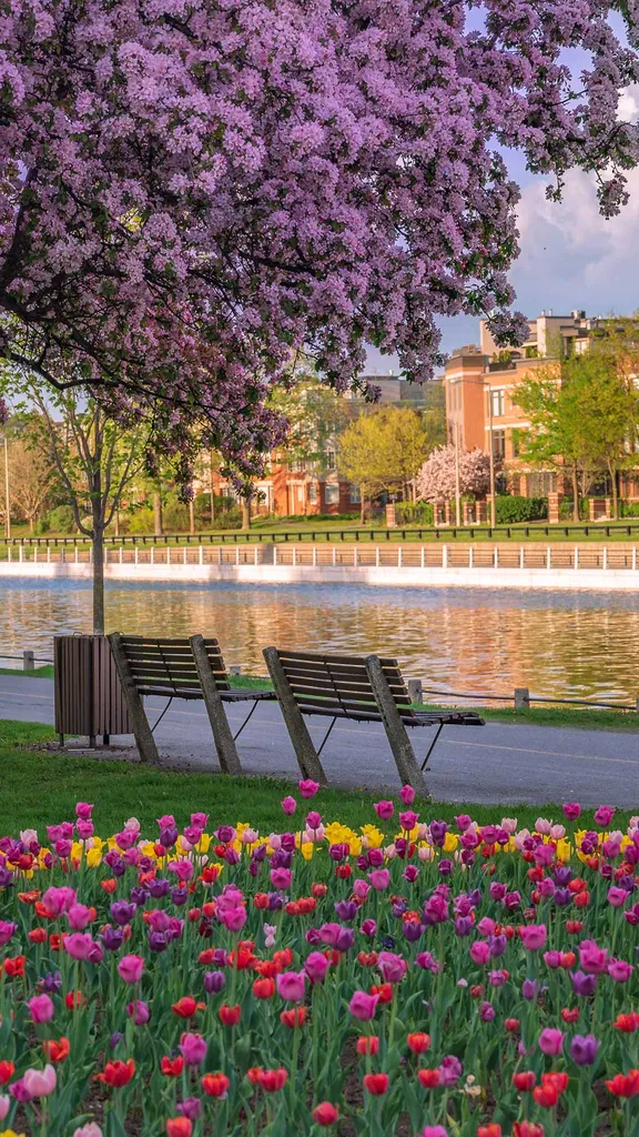 When Ottawa turns tulip