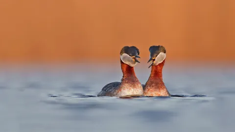 赤颈鸊鷉