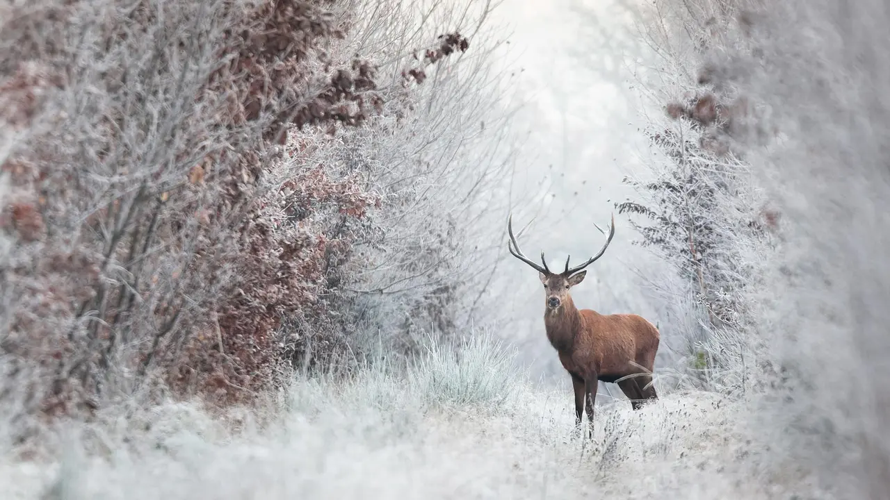 La noblesse du cerf