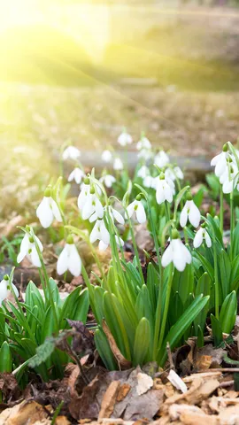 The quiet bloom of change