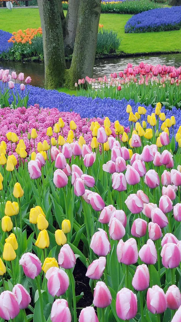 郁金香是这里的主角