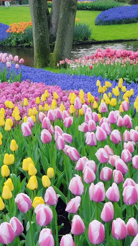 Grape hyacinths and tulips, Keukenhof Gardens, Lisse, Netherlands
