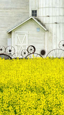 Un raccolto abbondante!