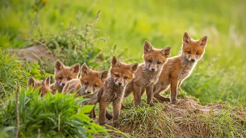 Red fox cubs near their den