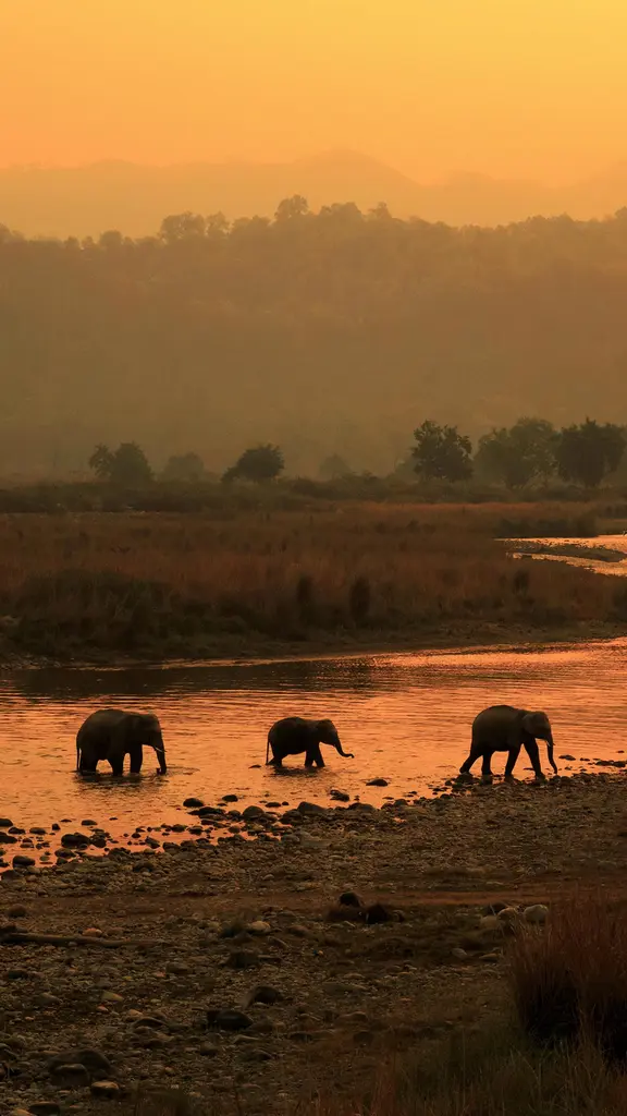 壮观的象群队伍