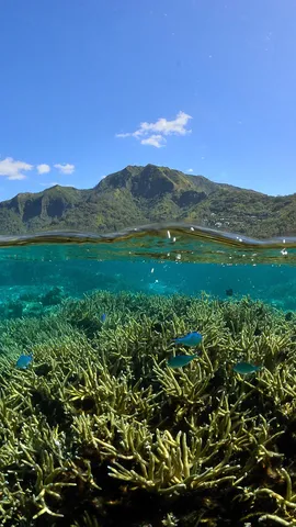 Le lagon enchant&eacute; de Moorea