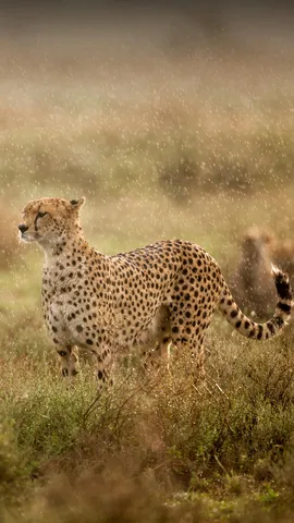 Purr-fect speed