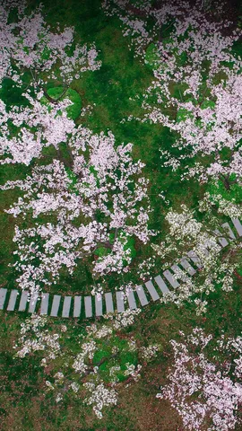 Um caminho atrav&eacute;s das p&eacute;talas