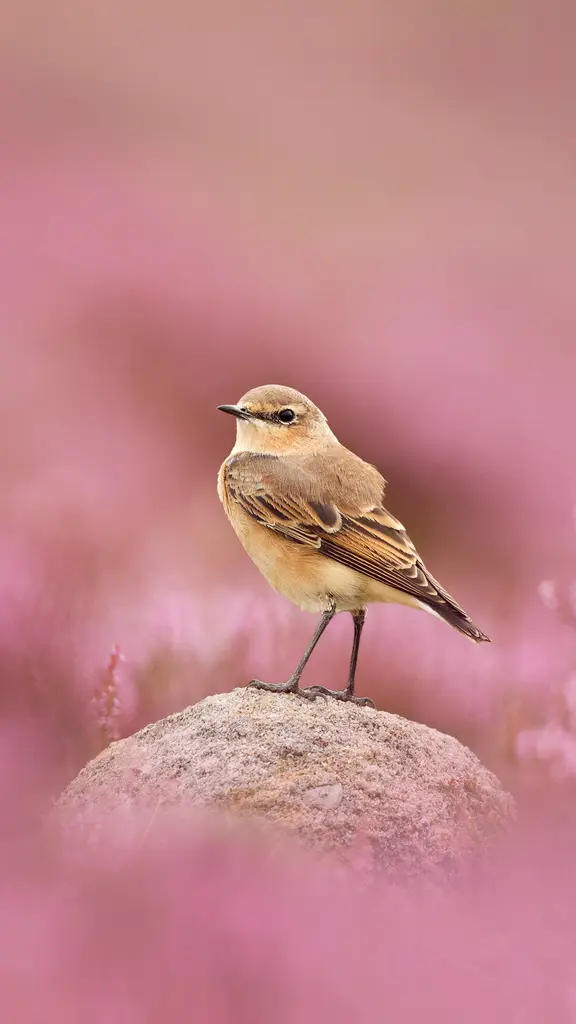 Kleine Flugk&uuml;nstler