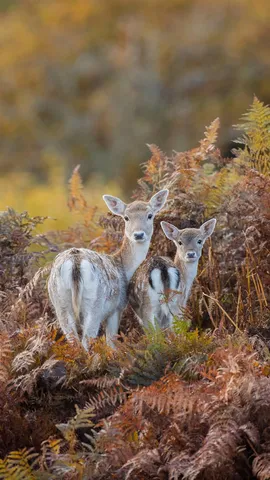 Who stepped on a twig?