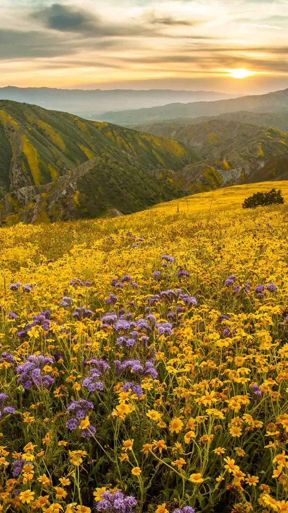 Burst of blooms