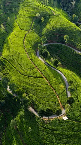 Vous reprendrez bien une petite mon(th&eacute;)e ?