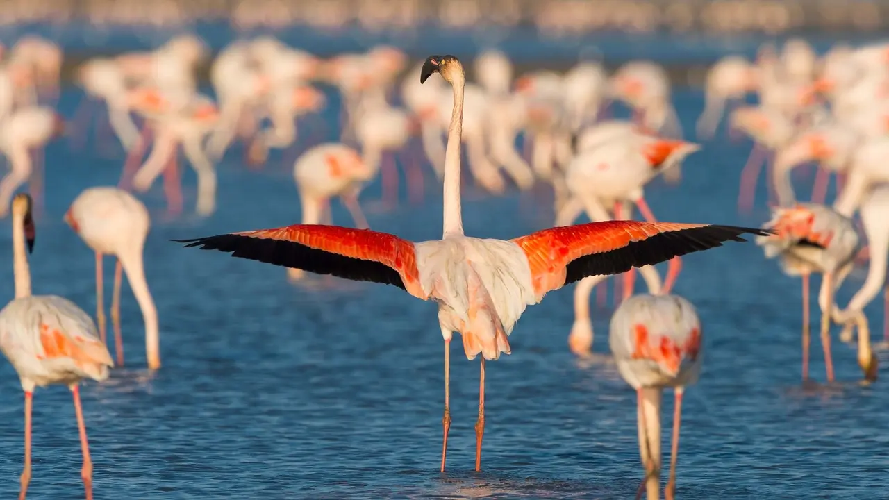 Le flamant rose, embl&egrave;me vivant de la Camargue