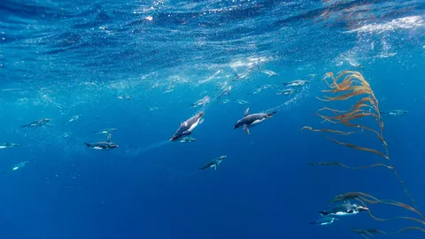 Pinguini Macaroni in un mare ghiacciato!
