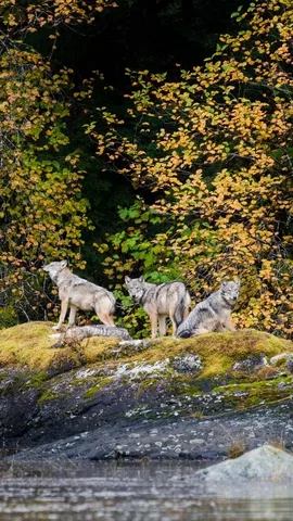 Wolves in the wild