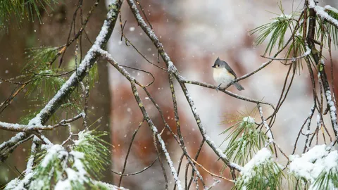 Tufted titmouse perched on pine boughs, Massachusetts, United States