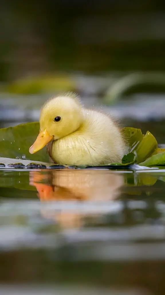 水影里的小黄鸭