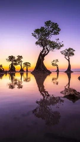 Sentinelle della marea