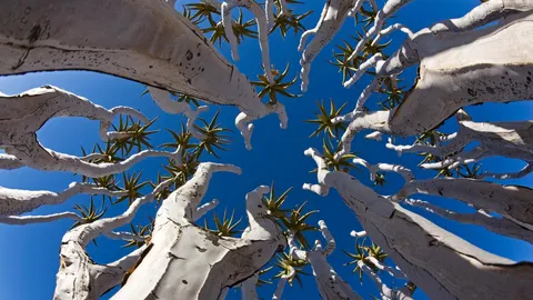 伸向天空