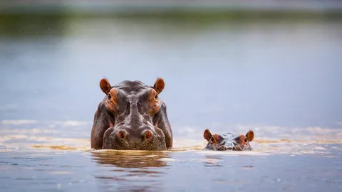 Happy Hippo Day!