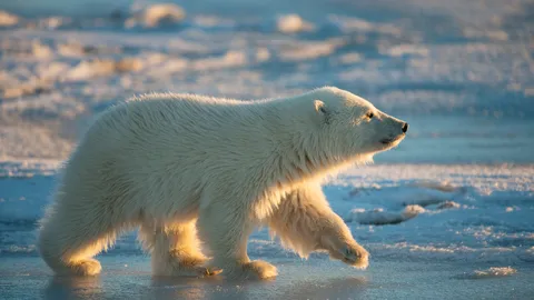 Life on thinning ice