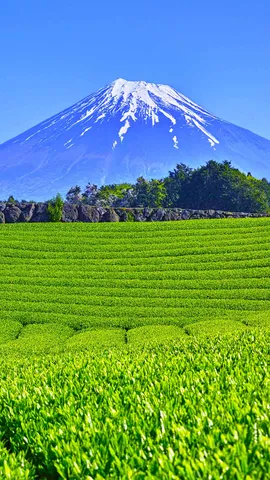 今日は八十八夜