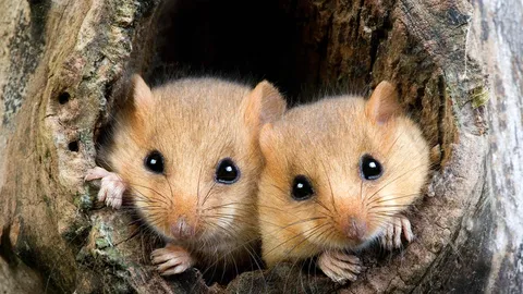 De croquants petits rongeurs