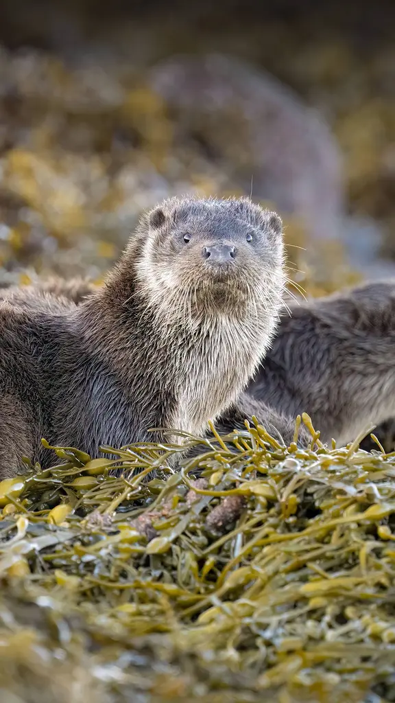 'Otter' you looking at?