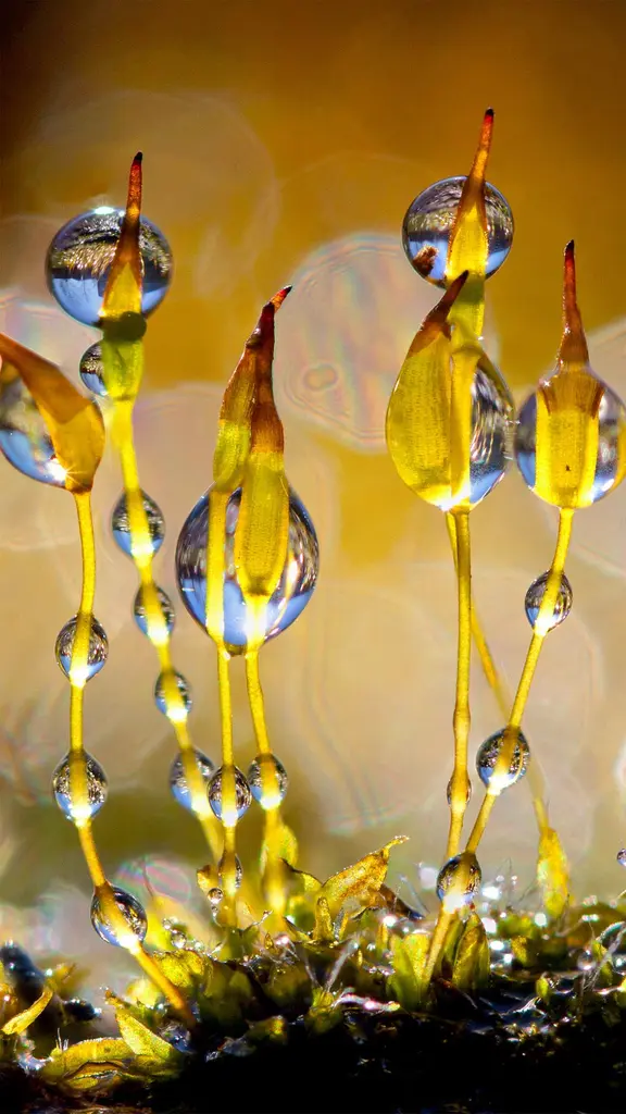 放大镜下的墙藓