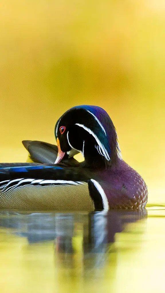 Winging it across continents