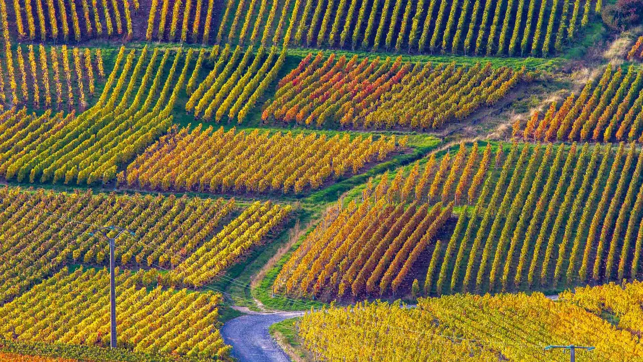 M&eacute;lodies au c&oelig;ur des vignes