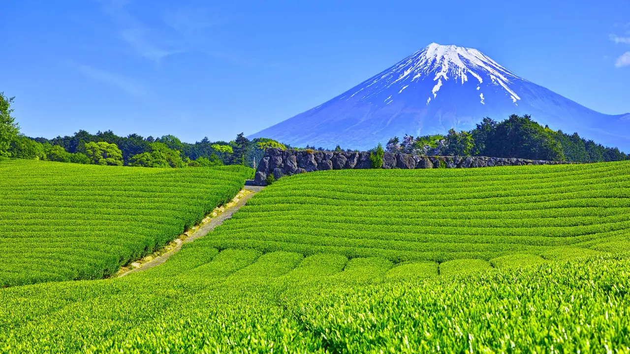 今日は八十八夜