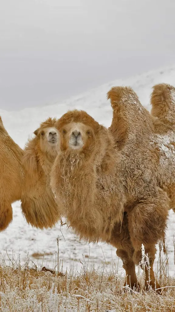 两只双峰骆驼