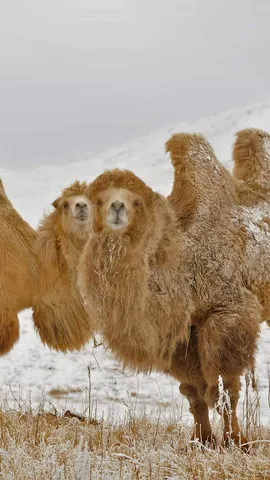 两只双峰骆驼