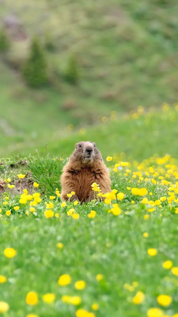 Marmotas meteorologistas