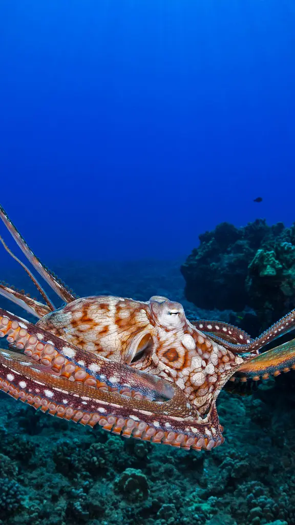 Day octopus, Maui, Hawaii, United States