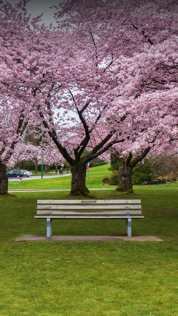 Canopy of blossoms