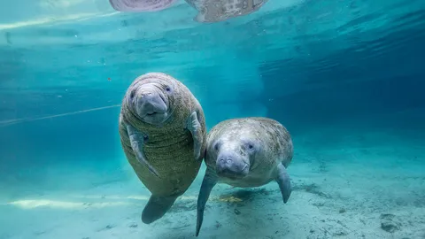 The secret life of manatees