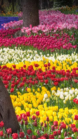 Tulips gone wild!