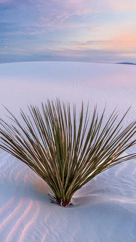Le mirage d'un desert