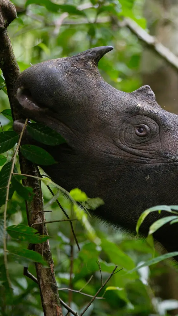 我们怎么才能帮助濒危动物？