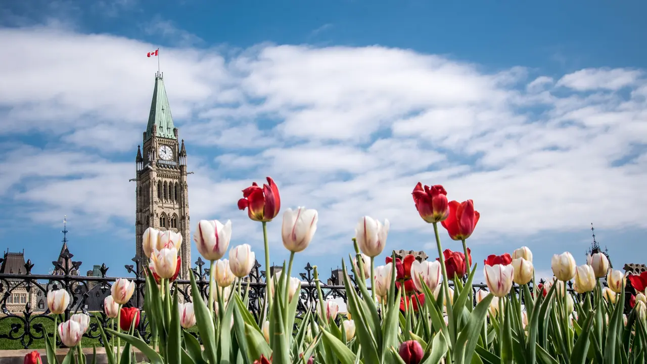 A world of tulips