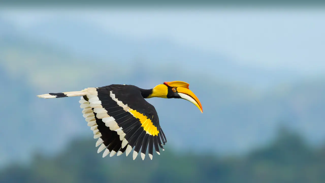 Dove sta volando questo uccello?