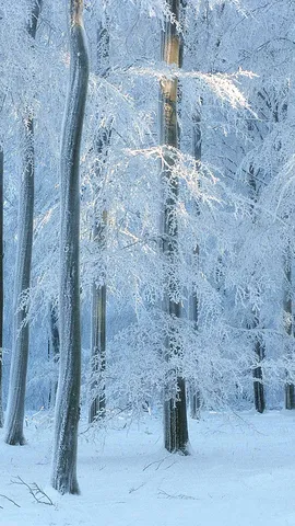 見渡す限りの銀世界