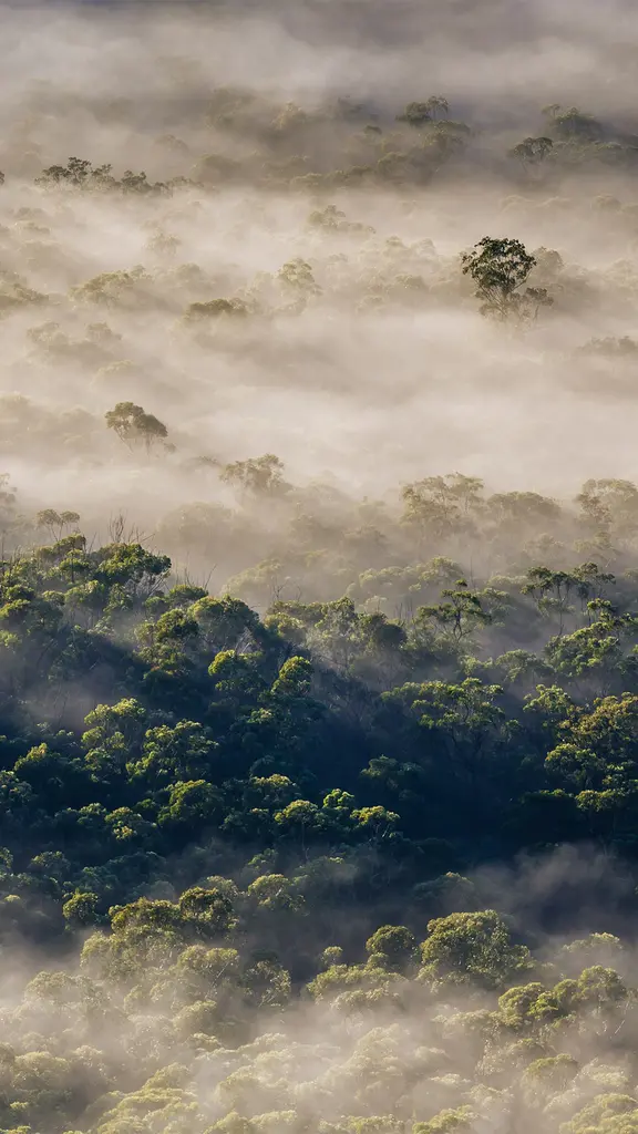 ユーカリの木が織りなす絶景