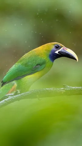 呼叫所有巨嘴鸟的粉丝