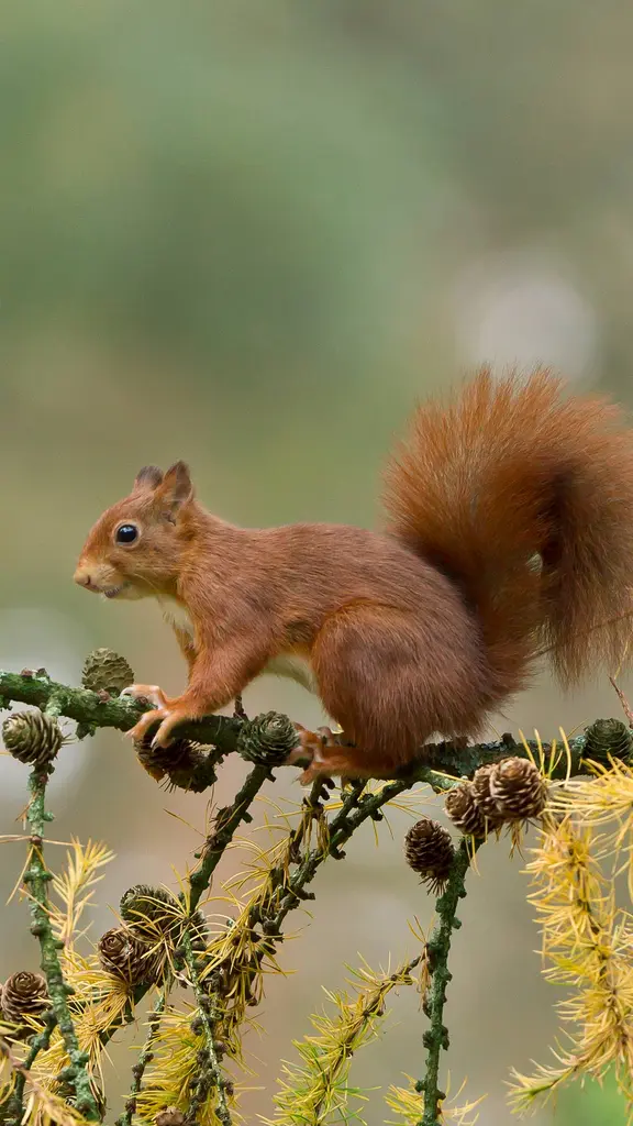 Tales from the treetops