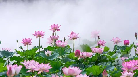 此花端合在瑶池